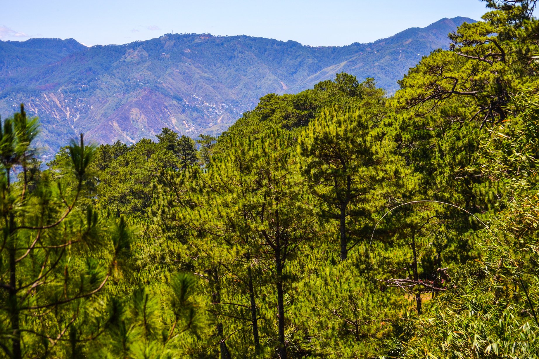 Pine Trees of Baguio City